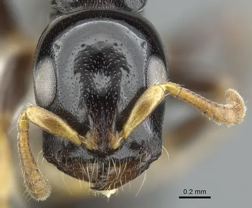 Tetraponera tucurua specimen CASENT0902836 image casent0902836_2