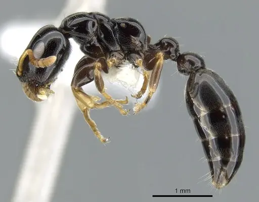 Tetraponera tucurua specimen CASENT0902836 image casent0902836_3