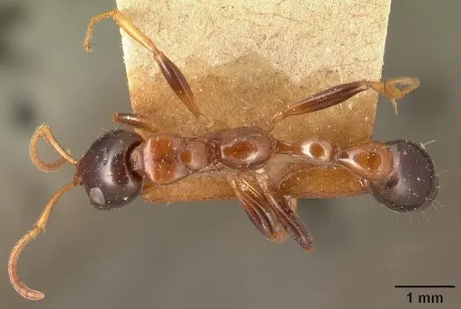 Tetraponera variegata specimen CASENT0101045 image casent0101045_1