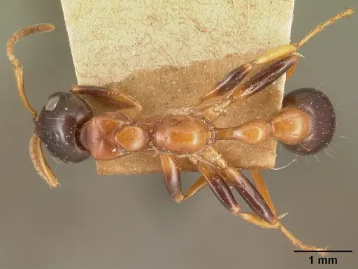 Tetraponera variegata specimen CASENT0101046 image casent0101046_1
