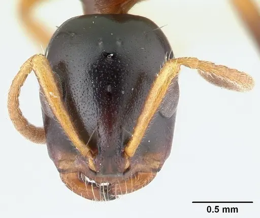 Tetraponera variegata specimen CASENT0409559 image casent0409559_2