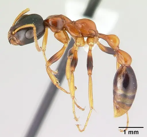 Tetraponera variegata specimen CASENT0409559 image casent0409559_3