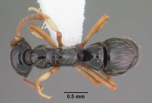 Thaumatomyrmex atrox specimen CASENT0010852 image casent0010852_1