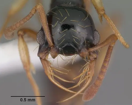 Thaumatomyrmex atrox specimen CASENT0010852 image casent0010852_2