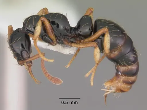 Thaumatomyrmex atrox specimen CASENT0010852 image casent0010852_3