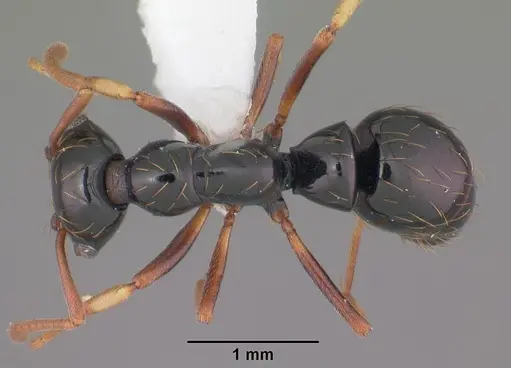 Thaumatomyrmex atrox specimen CASENT0010857 image casent0010857_1