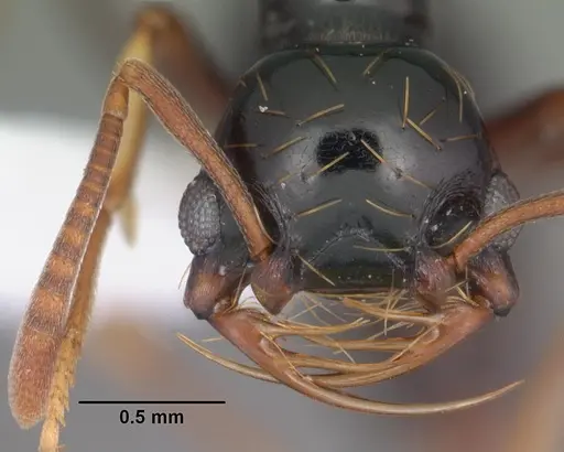 Thaumatomyrmex atrox specimen CASENT0010857 image casent0010857_2