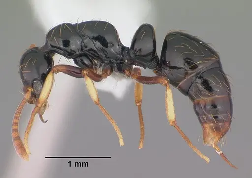 Thaumatomyrmex atrox specimen CASENT0010857 image casent0010857_3