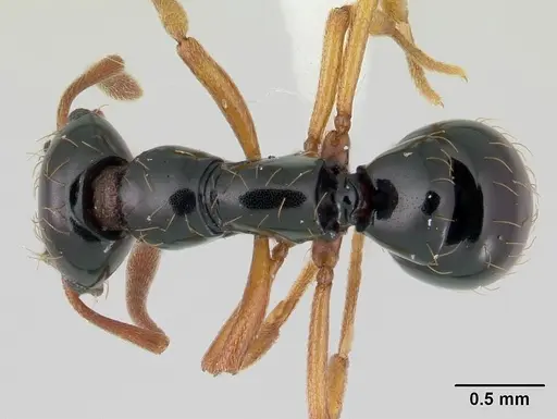 Thaumatomyrmex atrox specimen CASENT0178703 image casent0178703_1
