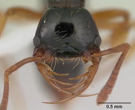 Thaumatomyrmex atrox specimen CASENT0178703 image casent0178703_2
