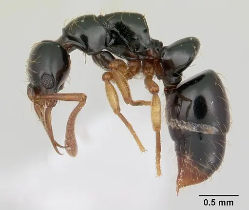 Thaumatomyrmex atrox specimen CASENT0178703 image casent0178703_3