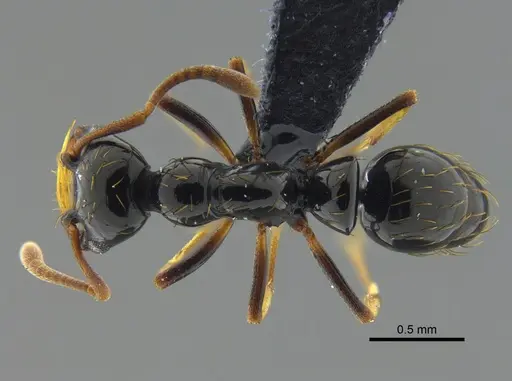 Thaumatomyrmex atrox specimen CBUMAGENT41671 image cbumagent41671_1