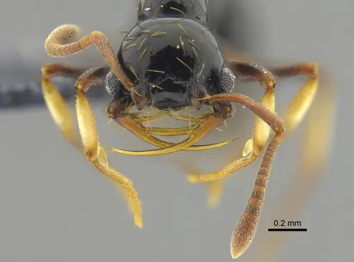 Thaumatomyrmex atrox specimen CBUMAGENT41671 image cbumagent41671_2