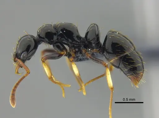 Thaumatomyrmex atrox specimen CBUMAGENT41671 image cbumagent41671_3