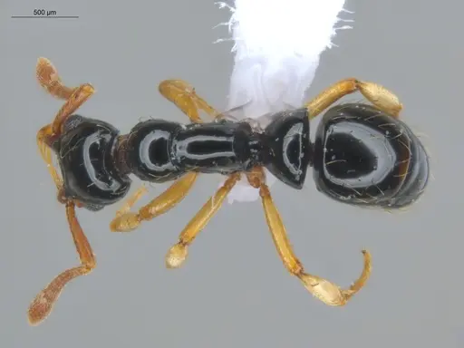 Thaumatomyrmex atrox specimen ECOFOG-GAL18-0145-20 image ecofog-gal18-0145-20_1