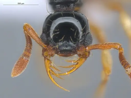 Thaumatomyrmex atrox specimen ECOFOG-GAL18-0145-20 image ecofog-gal18-0145-20_2