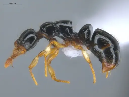 Thaumatomyrmex atrox specimen ECOFOG-GAL18-0145-20 image ecofog-gal18-0145-20_3