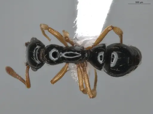 Thaumatomyrmex atrox specimen ECOFOG-MI15-0087-34 image ecofog-mi15-0087-34_1