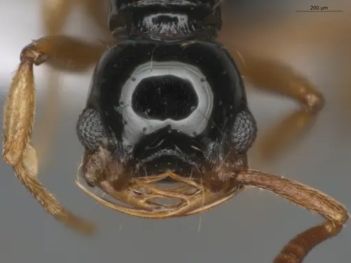Thaumatomyrmex atrox specimen ECOFOG-MI15-0087-34 image ecofog-mi15-0087-34_2