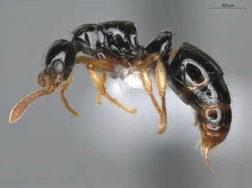 Thaumatomyrmex atrox specimen ECOFOG-MI15-0087-34 image ecofog-mi15-0087-34_3
