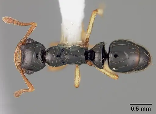 Thaumatomyrmex atrox specimen USNMENT00412378 image usnment00412378_1