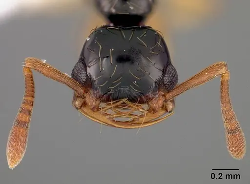 Thaumatomyrmex atrox specimen USNMENT00412378 image usnment00412378_2