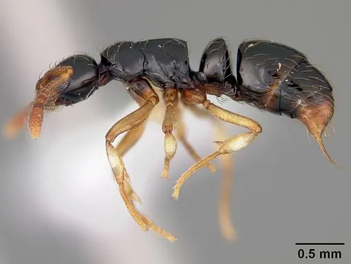 Thaumatomyrmex atrox specimen USNMENT00412378 image usnment00412378_3