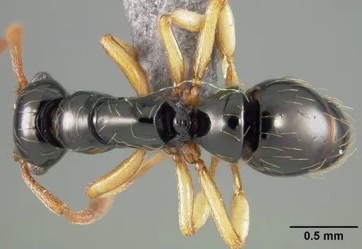 Thaumatomyrmex atrox specimen USNMENT01124293 image usnment01124293_1