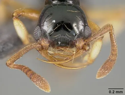 Thaumatomyrmex atrox specimen USNMENT01124293 image usnment01124293_2