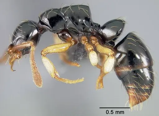 Thaumatomyrmex atrox specimen USNMENT01124293 image usnment01124293_3