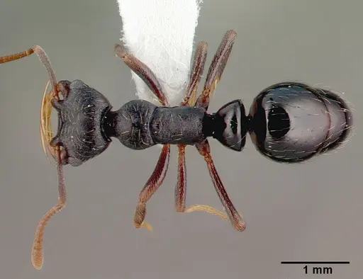 Thaumatomyrmex cochlearis specimen CASENT0010674 image casent0010674_1