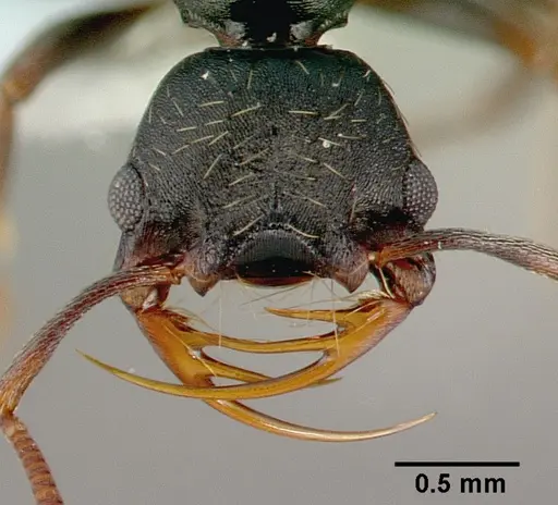 Thaumatomyrmex cochlearis specimen CASENT0010674 image casent0010674_2