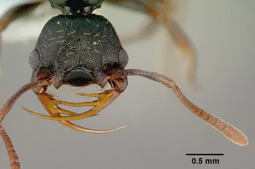 Thaumatomyrmex cochlearis specimen CASENT0010674 image casent0010674_3