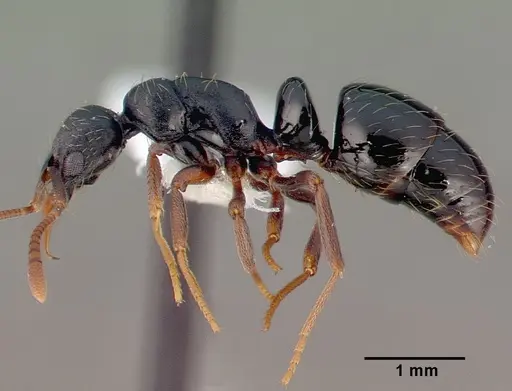Thaumatomyrmex cochlearis specimen CASENT0010674 image casent0010674_4