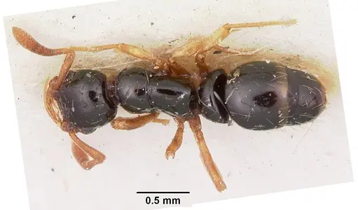 Thaumatomyrmex cochlearis specimen CASENT0102935 image casent0102935_1