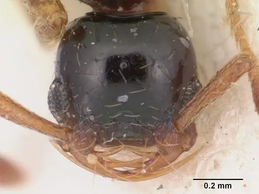 Thaumatomyrmex cochlearis specimen CASENT0102935 image casent0102935_2
