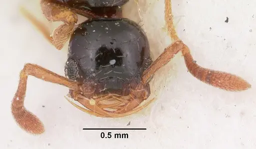 Thaumatomyrmex cochlearis specimen CASENT0102935 image casent0102935_3