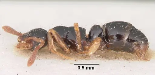 Thaumatomyrmex cochlearis specimen CASENT0102935 image casent0102935_4