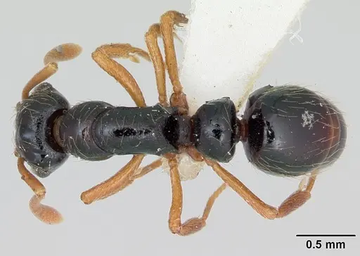 Thaumatomyrmex cochlearis specimen CASENT0173028 image casent0173028_1