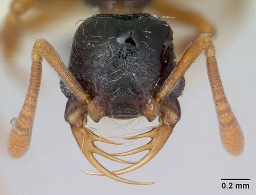 Thaumatomyrmex cochlearis specimen CASENT0173028 image casent0173028_2
