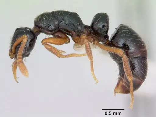 Thaumatomyrmex cochlearis specimen CASENT0173028 image casent0173028_3