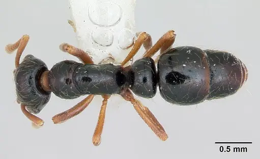 Thaumatomyrmex cochlearis specimen CASENT0173029 image casent0173029_1