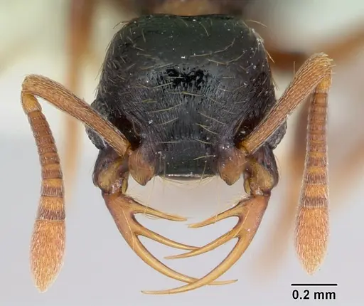Thaumatomyrmex cochlearis specimen CASENT0173029 image casent0173029_2