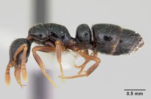 Thaumatomyrmex cochlearis specimen CASENT0173029 image casent0173029_3