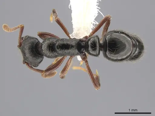 Thaumatomyrmex cochlearis specimen CASENT0651989 image casent0651989_1