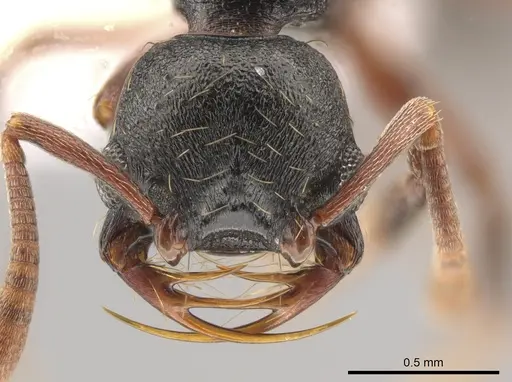 Thaumatomyrmex cochlearis specimen CASENT0651989 image casent0651989_2