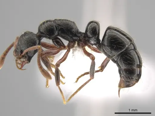 Thaumatomyrmex cochlearis specimen CASENT0651989 image casent0651989_3
