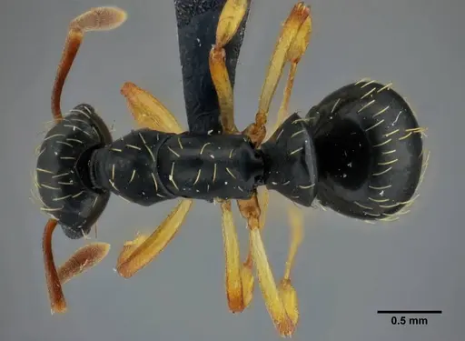 Thaumatomyrmex contumax specimen UFV-LABECOL-000105 image ufv-labecol-000105_1