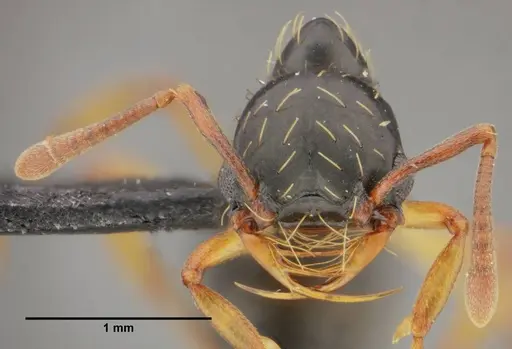 Thaumatomyrmex contumax specimen UFV-LABECOL-000105 image ufv-labecol-000105_2