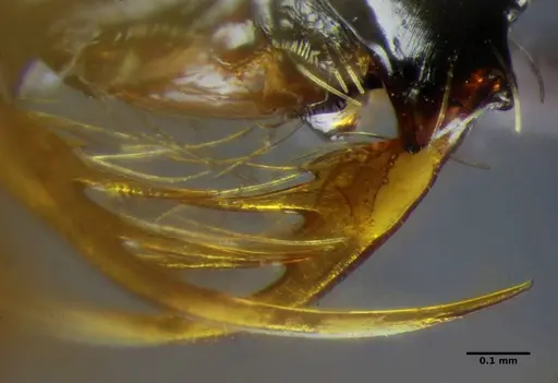 Thaumatomyrmex contumax specimen UFV-LABECOL-000105 image ufv-labecol-000105_3